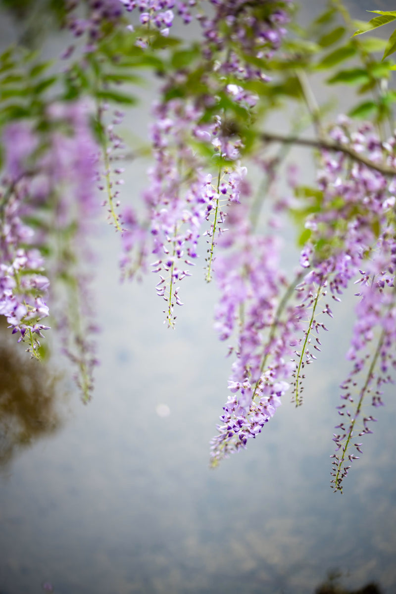 GLYCINE