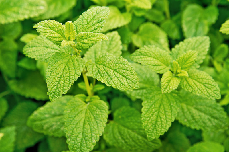 LEMON BALM EXTRACT